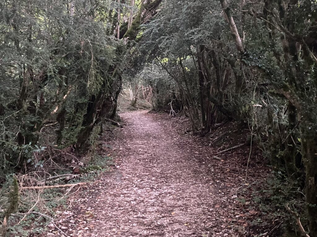 Wąska, leśna ścieżka otoczona drzewami.