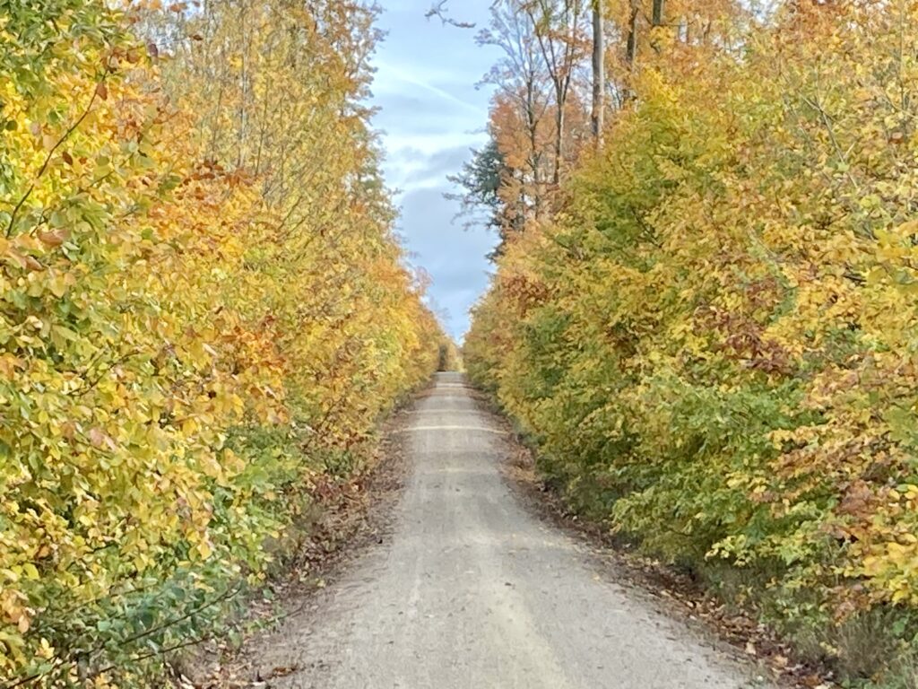 Droga w kolorowej jesiennej scenerii drzew