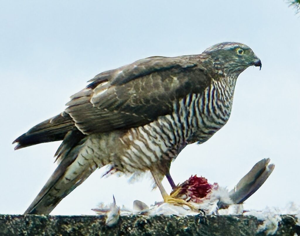 Lilla Veneda / Błaszczyk 2016