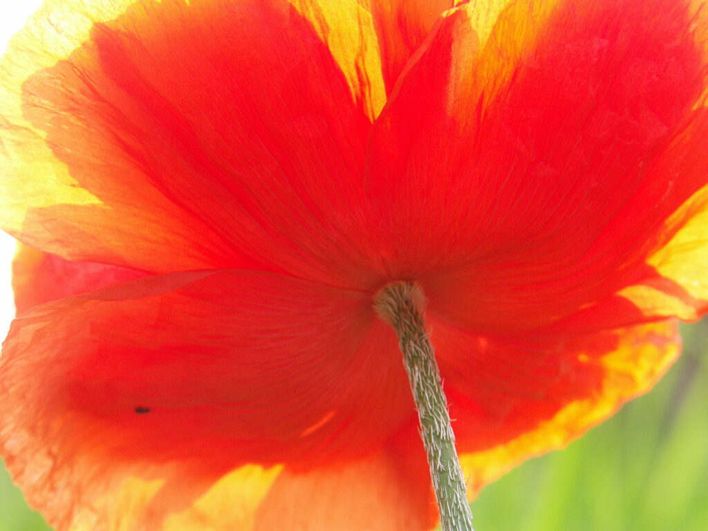 Dolna część czerwonego kwiatu w promieniach słońca